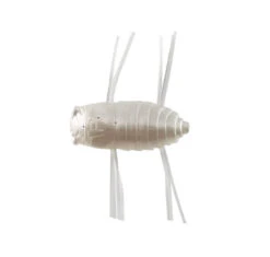 Jackson Money Bait Mushiiiin Soft Plastics 7 Jackson Money Bait Mushiiiin Soft Plastics -Fishing Gear Sale jackson mushiiin col imw