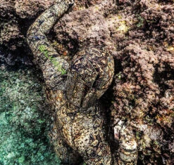 Salvimar Krypsis 5.5mm Wetsuit 7 Salvimar Krypsis 5.5mm Wetsuit -Fishing Gear Sale salvimar krypsis 3.5 mm wetsuit e5f6da03 5b4c 4b95 88cf 369184519bd3